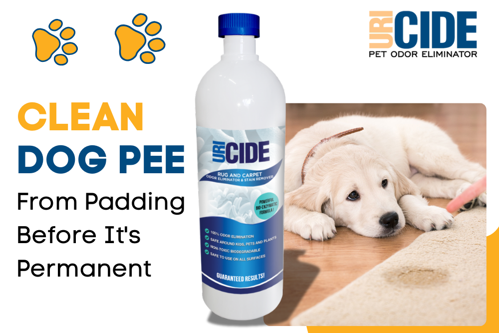 Clean Dog Urine from Padding Before It's Permanent (2)